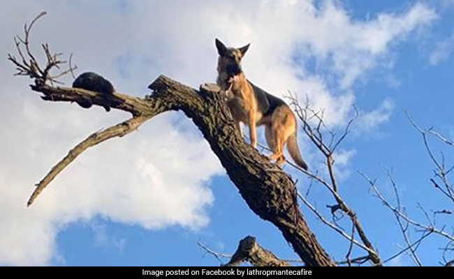 बिल्ली का शिकार करने के लिए पेड़ पर चढ़ गया कुत्ता फिर हुआ कुछ ऐसा, तस्वीरों में देखें...