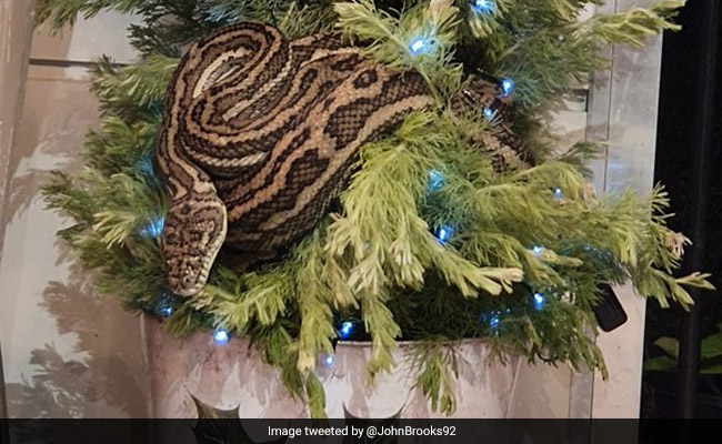 Couple Finds 10-Foot Python Wrapped Around Christmas Tree