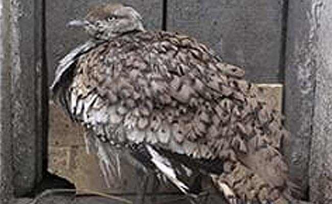Pak Permits Qatari Emir, 9 Royal Members To Hunt Endangered Birds: Report