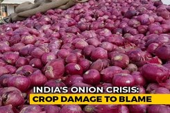 As Onion Prices Touch Record Highs, Farmers Are Still Making Losses As Onion Prices Touch Record Highs, Farmers Are Still Making Losses
