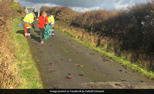 सड़क पर ''आसमान से अचानक गिरे'' सैकड़ों पक्षी, रहस्मय तरह से हुई मौत