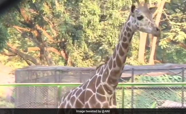 After 8 Years Of Waiting, Assam Zoo Finally Gets A Giraffe