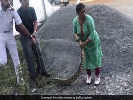 In Hair-Raising Video, Woman Captures 20Kg Python In Kochi In Hair-Raising Video, Woman Captures 20Kg Python In Kochi