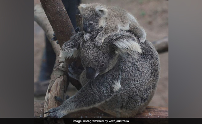 Over 2,000 Koalas Killed In Australian Bushfires