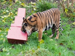 लंदन के चिड़ियाघर में क्रिसमस से पहले ही जानवरों ने खोले अपने तोहफे, देखें VIDEO लंदन के चिड़ियाघर में क्रिसमस से पहले ही जानवरों ने खोले अपने तोहफे, देखें VIDEO