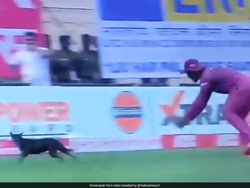India vs West Indies: 1st ODI Paused After Stray Dog Invades Ground. Watch