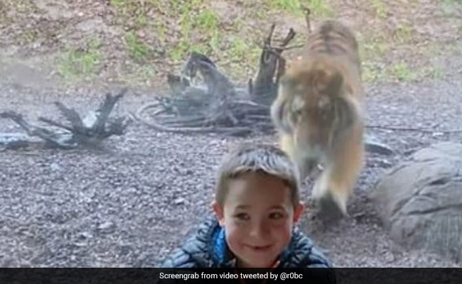 फोटो क्लिक करा रहा था बच्चा, अचानक पीछे से शिकार करने आया बाघ और... देखें Viral Video