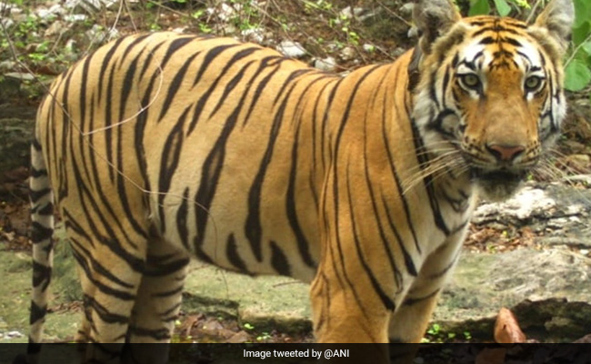 Tipeshwar Tiger Travels 1300 Km In Search Of New Territory, Mate