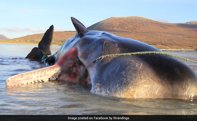 Whale Found Dead With 100 Kg 'Ball Of Rubbish' In Stomach