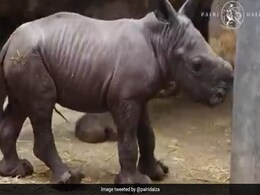 चिड़िया घर में पैदा हुआ दुर्लभ सफेद गैंडा, बना चर्चा का विषय चिड़िया घर में पैदा हुआ दुर्लभ सफेद गैंडा, बना चर्चा का विषय