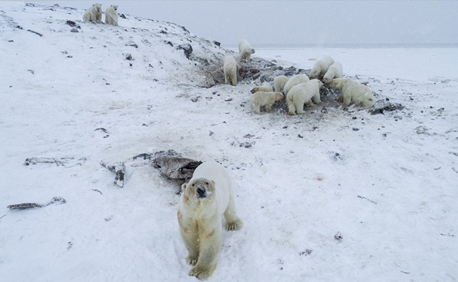 56 Polar Bears Descend On Russian Village As Arctic Ice Shrinks