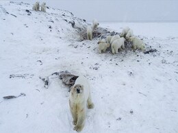 56 Polar Bears Descend On Russian Village As Arctic Ice Shrinks 56 Polar Bears Descend On Russian Village As Arctic Ice Shrinks