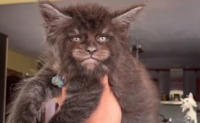 Bizarre Footage Shows Cats That Have Strangely Human Faces