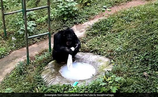 चिंपांजी को चिड़ियाघर में दिखा साबुन तो पीट-पीटकर धोने लगा कपड़े, देखें Viral Video