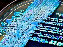 Deadly Drug-Resistant Fungus Spreading Globally, Says New Indian Study