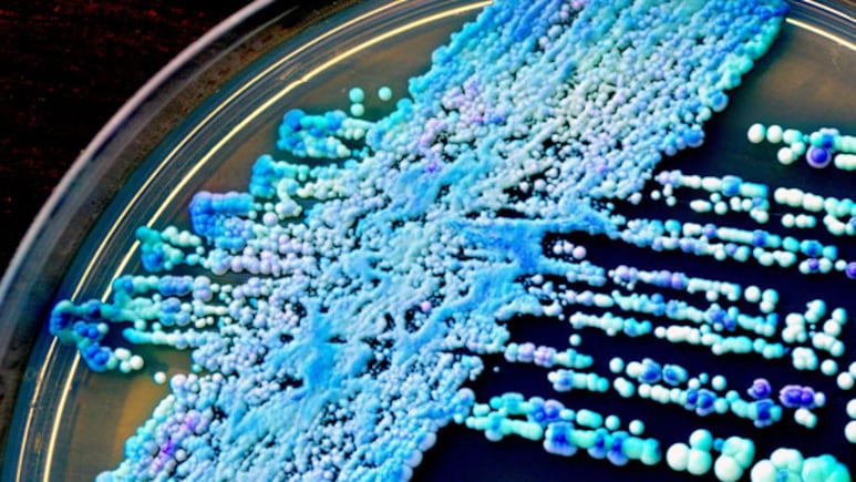 Deadly Drug-Resistant Fungus Spreading Globally, Says New Indian Study