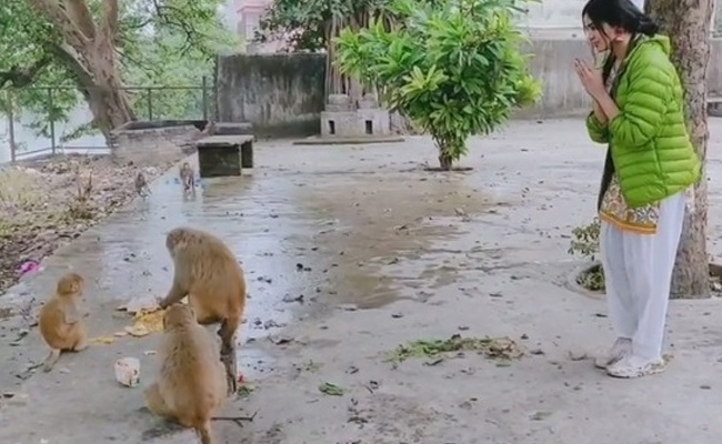 बॉलीवुड एक्ट्रेस ने बंदरों से इंग्लिश में की बात तो उन्हें यूं मिला रिस्पॉन्स- देखें Video