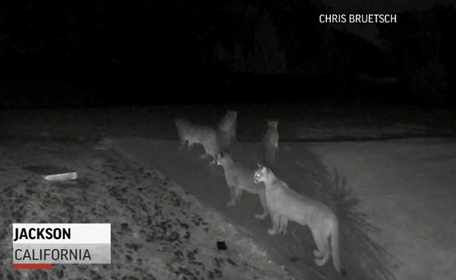 5 Mountain Lions Seen Together In Rare Video. Why This Is "Extraordinary"
