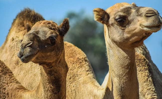 5,000 Camels Shot Dead In 5 Days In Drought-Hit Australia Amid Wildfire