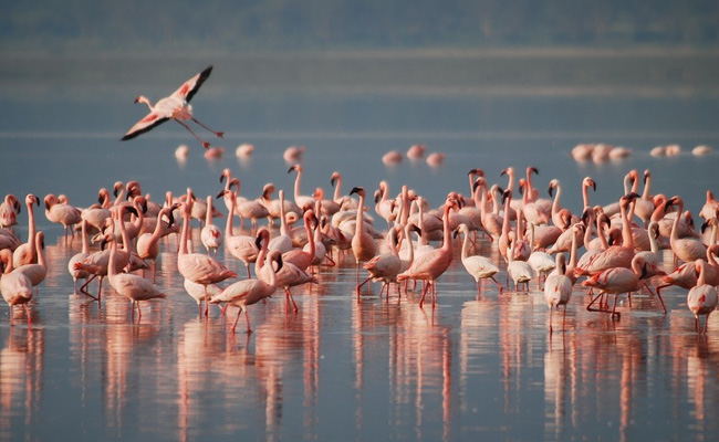 Flamingos In Rajasthan: राजस्थान के 100 टापुओं वाले शहर बांसवाड़ा में इन दिनों फ्लेमिंगों ने डाल रखा है डेरा
