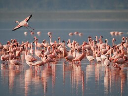 घाटकोपरमध्ये मृत्यूचं तांडव, विमानाची फ्लेमिंगोच्या थव्याला धडक; 40 पक्षांचा मृत्यू
