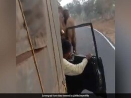 गुस्सैल हाथी को सड़क पर आता दिखा ट्रक, पीछे लगा दी दौड़ और किया ऐसा हाल... देखें Viral Video गुस्सैल हाथी को सड़क पर आता दिखा ट्रक, पीछे लगा दी दौड़ और किया ऐसा हाल... देखें Viral Video