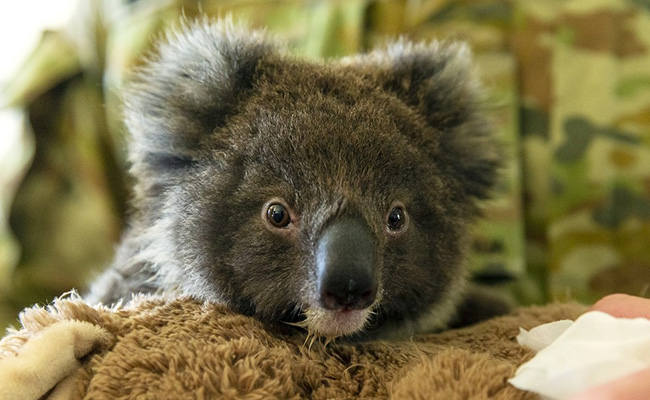 Koalas May Be Extinct In Australia's New South Wales By 2050