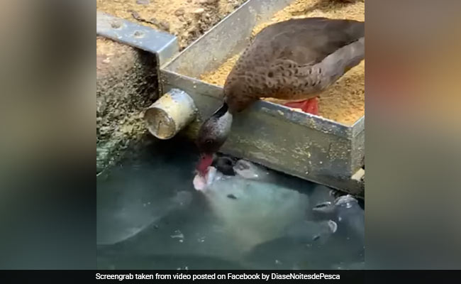 Duck &lsquo;Feeds&rsquo; Grain To Fish In Viral Video With 12 Million Views