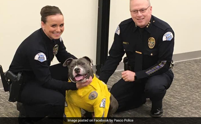 Terminally Ill Rescue Dog Made Honorary Police K-9 For A Day