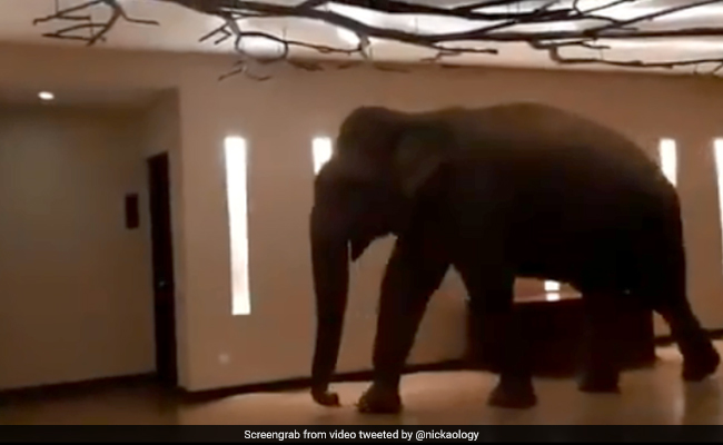 Curious Elephant Walks Into Hotel, Knocks Over Lamp In Viral Video