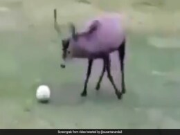 हिरण ने गजब अंदाज में खेली फुटबॉल, गोल करने के बाद ऐसे मनाने लगा जश्न, देखें मजेदार Video हिरण ने गजब अंदाज में खेली फुटबॉल, गोल करने के बाद ऐसे मनाने लगा जश्न, देखें मजेदार Video