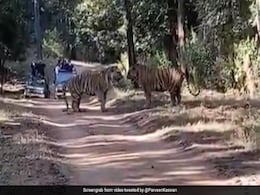Viral Video: जंगल में दो बाघों के बीच हुई घातक जंग, देखिए किसकी हुई जीत... Viral Video: जंगल में दो बाघों के बीच हुई घातक जंग, देखिए किसकी हुई जीत...