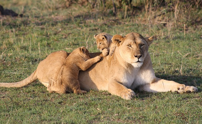 Lioness Gives Birth To 3 Cubs In Madhya Pradesh Zoo