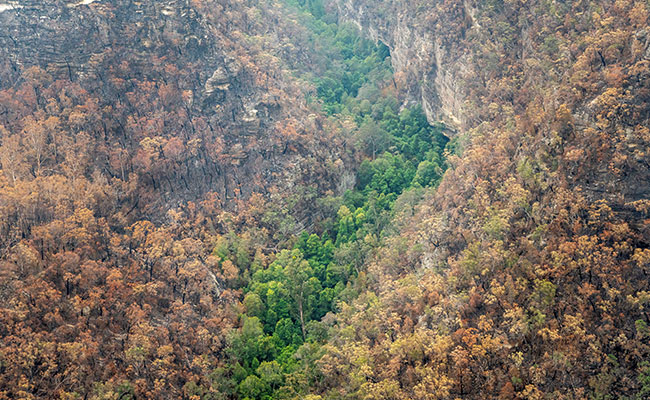How Secret Mission Saved Australia's Dinosaur-Era Trees From Bushfire