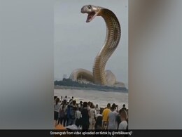 TikTok Viral: समुद्र से निकला इतना बड़ा 'सांप' कि इंसान दिखने लगे चींटी जैसे! 2 करोड़ से ज्यादा बार देखा गया Video TikTok Viral: समुद्र से निकला इतना बड़ा 'सांप' कि इंसान दिखने लगे चींटी जैसे! 2 करोड़ से ज्यादा बार देखा गया Video