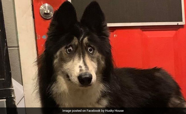 Husky, Abandoned For Her “Weird” Eyes, Finds Forever Home