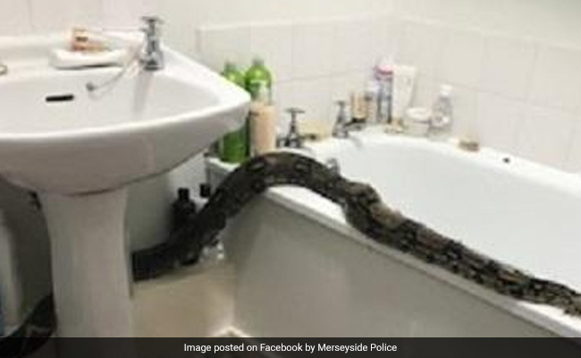 Woman Finds 8-Foot Boa Constrictor In Bathroom. Pics Will Give You Goosebumps