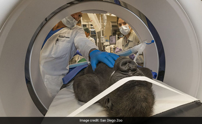 Doctors, Vets Come Together To Perform Cataract Surgery On A Gorilla