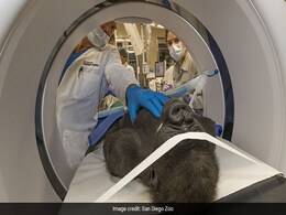 Doctors, Vets Come Together To Perform Cataract Surgery On A Gorilla Doctors, Vets Come Together To Perform Cataract Surgery On A Gorilla