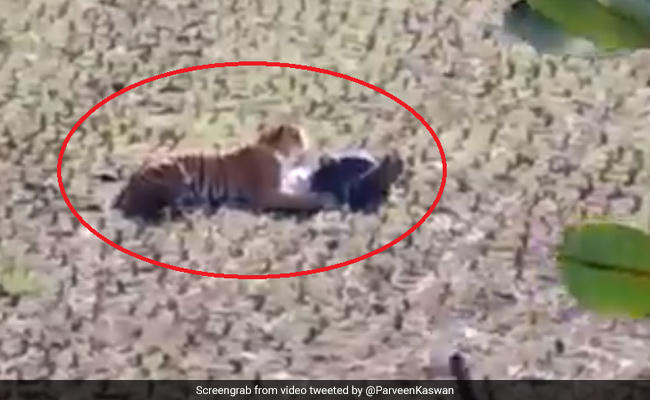 बाघ आया करीब तो मरने की एक्टिंग करने लगा शख्स, छाती पर रखे पैर और फिर... देखें पूरा Video