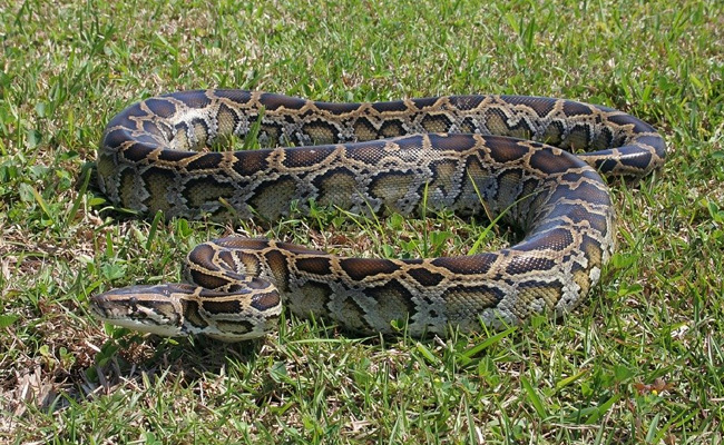 6 Pythons Rescued From Abandoned Pipes In Odisha. Watch
