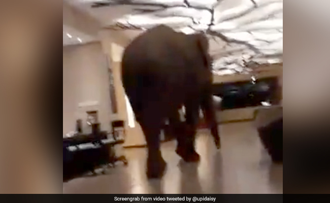 होटल के अंदर घुस गया हाथी, सूंड से उठाया सामान और किया कुछ ऐसा, भागने लगे लोग... देखें Video