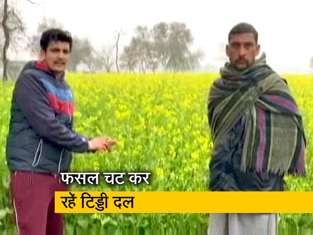 गुजरात और राजस्थान के बाद अब पंजाब के किसान हैं टिड्डियों के हमले से परेशान