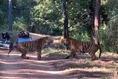 Watch: Two Male Tigers Clash Over Territory In Madhya Pradesh Watch: Two Male Tigers Clash Over Territory In Madhya Pradesh