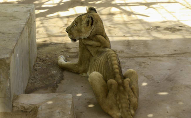 Online Campaign To Save Malnourished Lions At Sudan Park