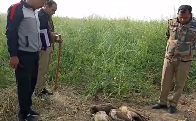 शिकारियों ने नौ मोरों को गर्दन मरोड़कर मार दिया, एक गिरफ्तार