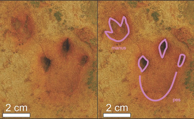 Fossil Footprints Show Dinosaurs Braved South Africa's Land Of Lava