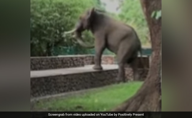 आम की तलाश में 5 फीट ऊंची दीवार पर चढ़ा हाथी, लेकिन... देखें Viral Video