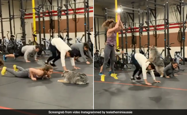 Dog Leading A Gym Class Delights Internet. 4 Million Views For Video