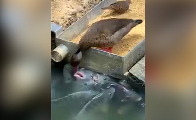 भूखी मछलियों को बतख ने अपनी चोंच में दबाकर खिलाए दाने, वायरल हो रहा दोस्ती का ये Video